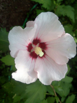 RoseOfSharon
