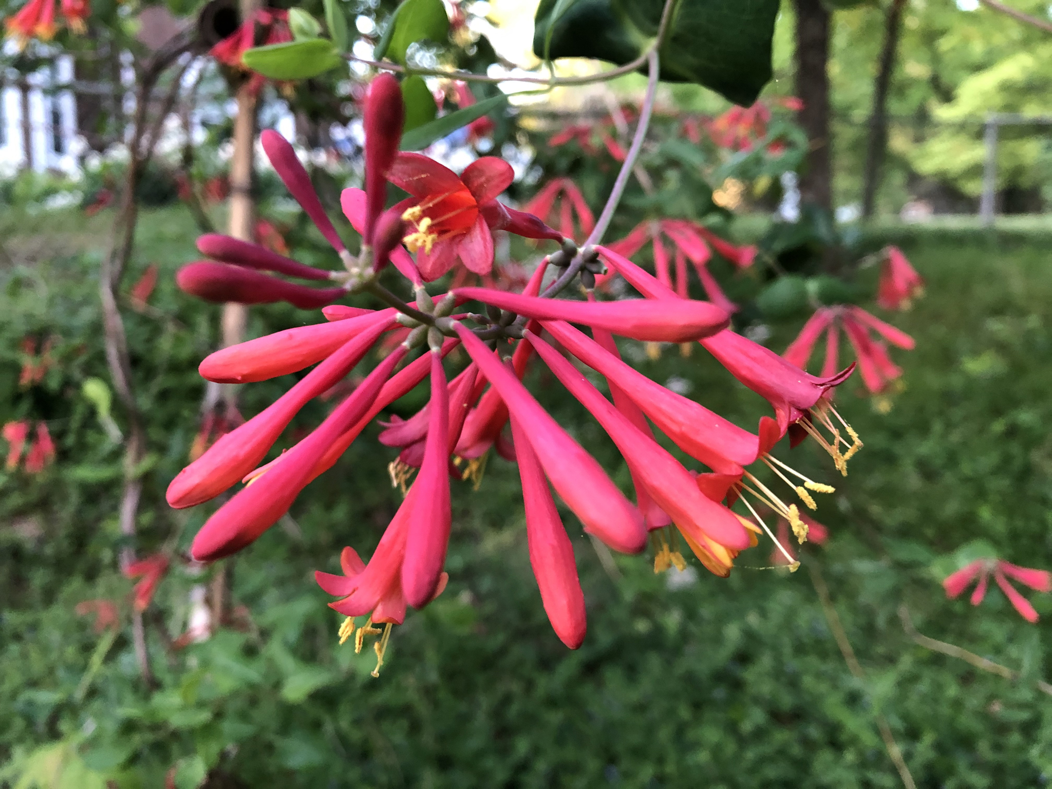 CoralHoneysuckle